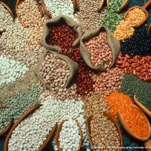 Pulses and plant seeds